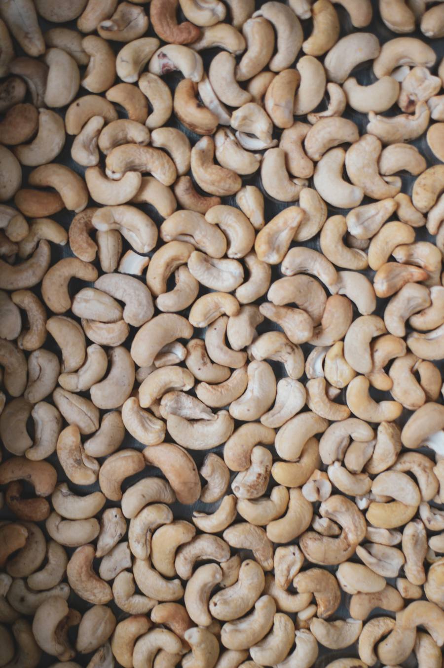 Cashew kernels laid out for grading