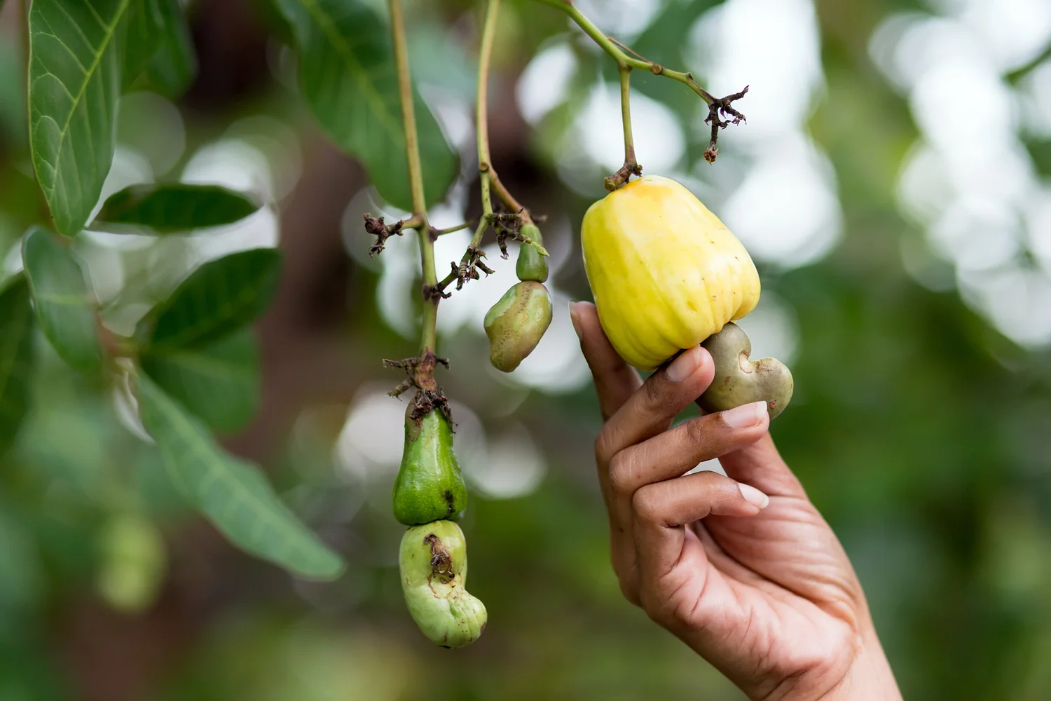 Sourcing Raw Cashews